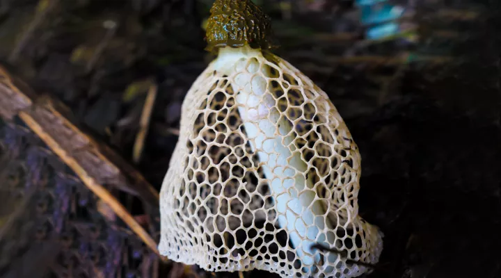  A netted stinkhorn