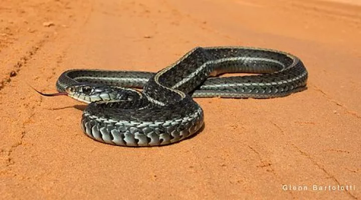 An eastern garter snake