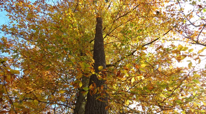  An American beech