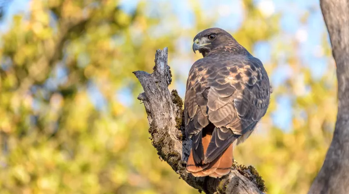  A red tailed hawk