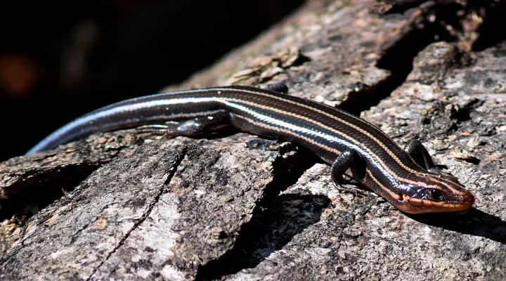  A five-lined skink