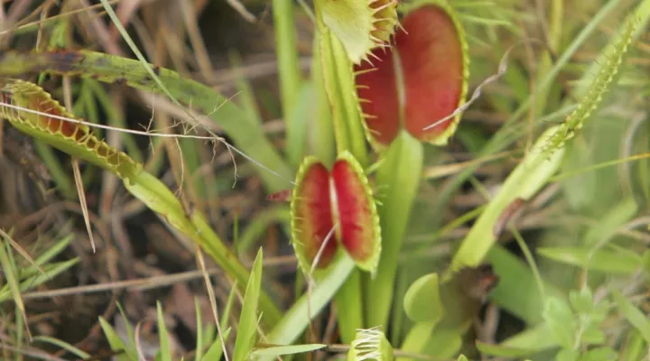 FILE - A Venus fly trap grows naturally in a Carolina Bay at Lewis Ocean Bay Heritage Preserve in Conway, S.C., Thursday, Aug. 11, 2005. Conservationists want South Carolina to make the Venus fly trap the state's official carnivorous plant, joining other official items such as the state bird (Carolina Wren), state hospitality beverage (tea) and the state picnic cuisine (barbecue). (AP Photo/Mary Ann Chastain, File)