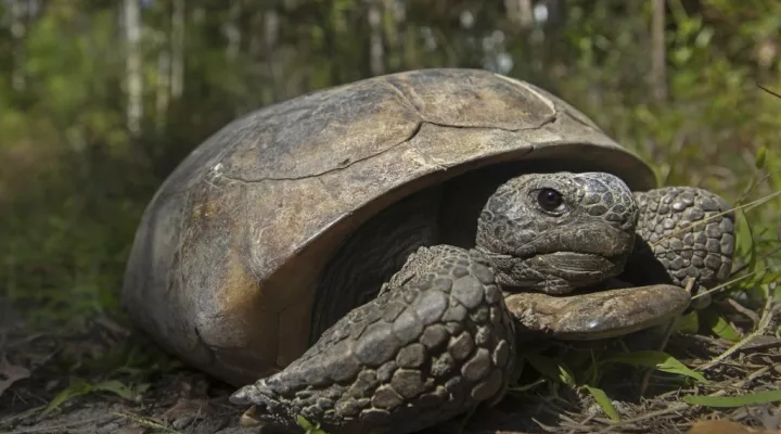 This photo provided by the U.S. Fish & Wildlife Service shows a gopher tortoise at San Felasco Hammock Preserve State Park in Gainesville, Fla. Gopher tortoises that are threatened by loss of habitat and development should be placed on the endangered species list in four southern states, environmental groups said Wednesday, March 22, 2023, as they prepared to sue the federal government over the issue. (U.S. Fish & Wildlife Service via AP)