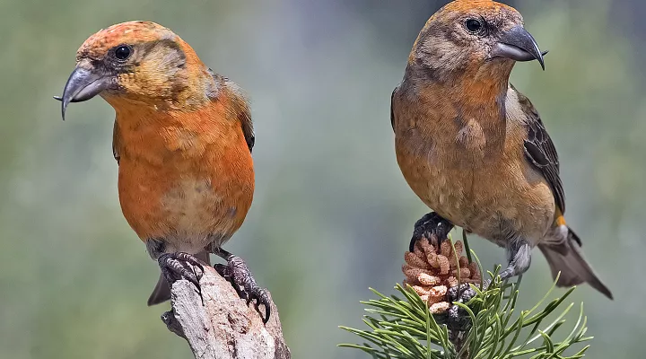  Red crossbills, male