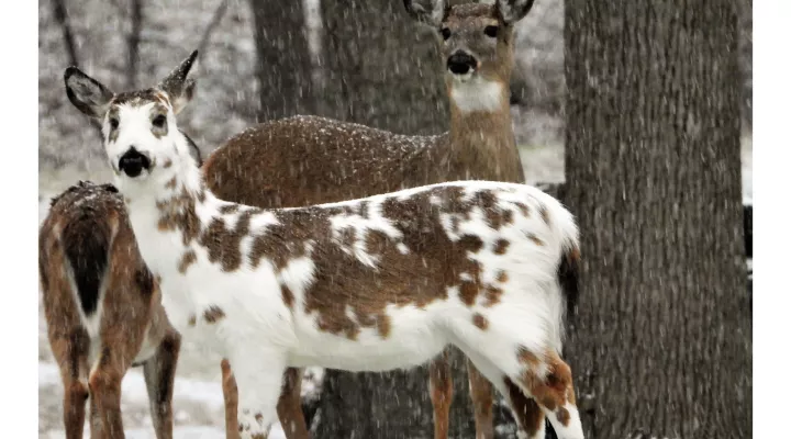  A piebald deer