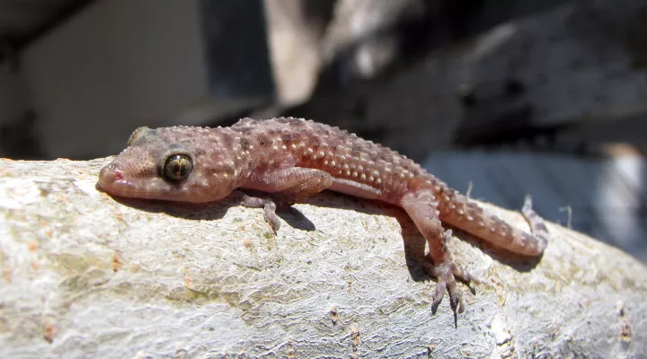  A Mediterranean gecko