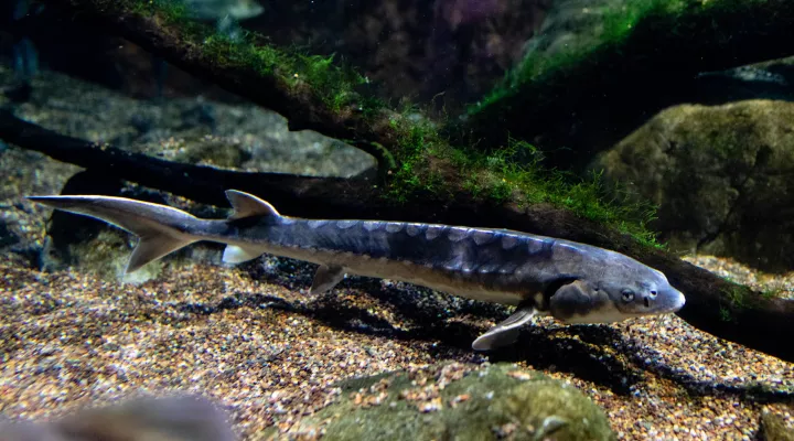  Shortnose sturgeon (Acipenser brevirostrum)