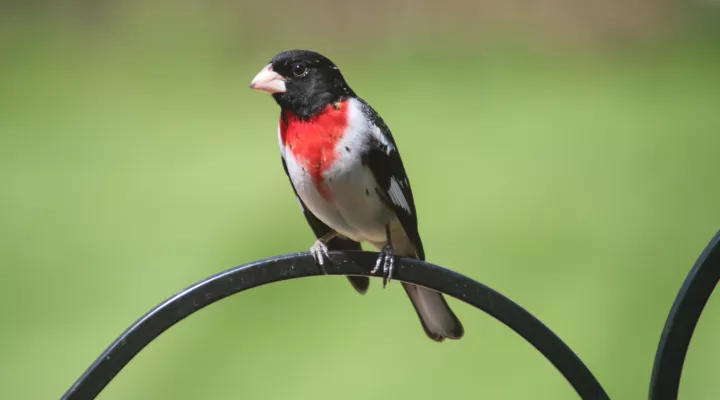 A male rose-breasted grosbeak