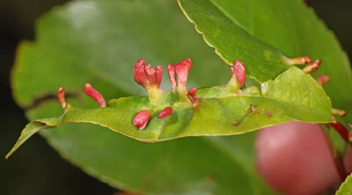 Black Cherry Gall Mite - Eriophyes cerasicrumena, Occoquan Bay National Wildlife Refuge, Woodbridge, Virginia.