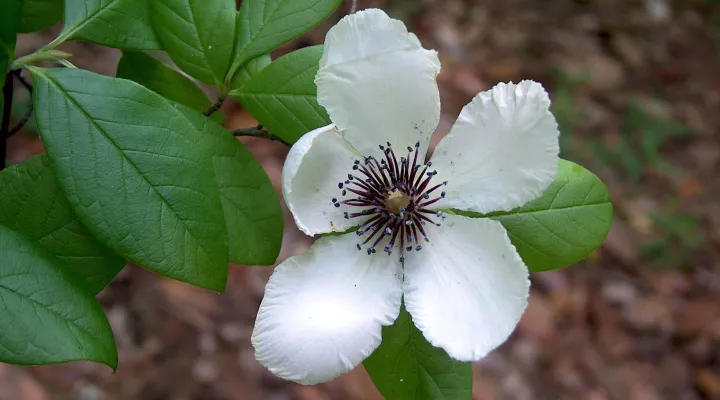  Stewartia malacodendron, or silky camellia, in bloom