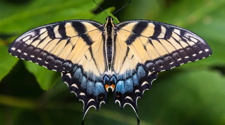  A tiger swallowtail butterfly