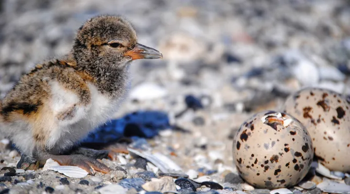  A newly hatched oystercatcher waits for sibling to arrive on Crab Bank during the seabird sanctuary's second nesting season in the Charleston harbor. May 2023