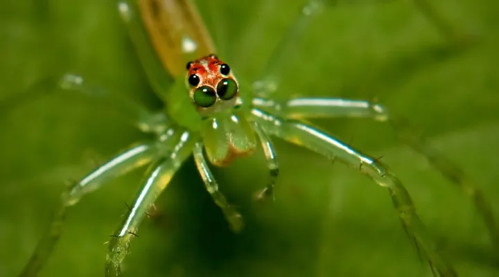  A  magnolia green spider.