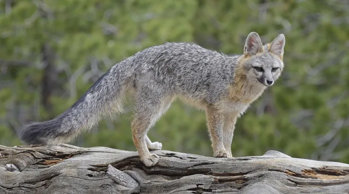  FILE - A gray fox.