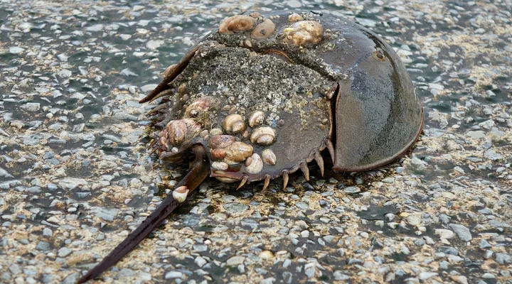  File- horse shoe crab washed ashore<br/>