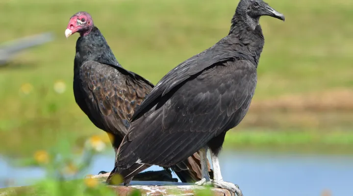  FILE - A turkey vulture, left, and a black vulture, right.