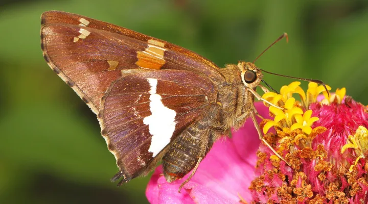  FILE - A silver-spotted skipper