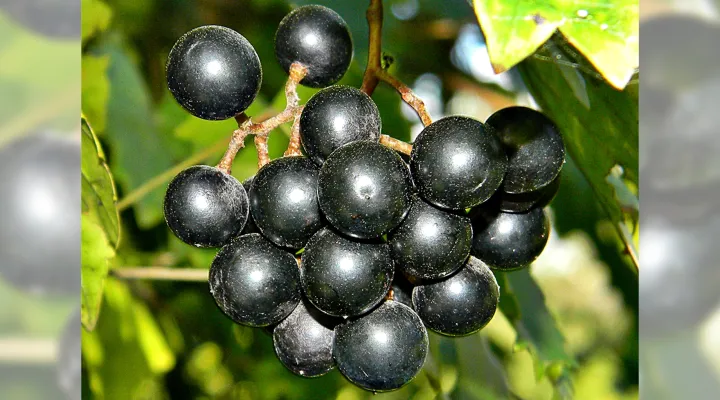  FILE - Wild muscadine grapes.