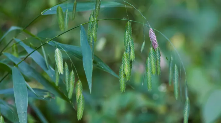  FILE - <i>Chasmanthium latifolium</i>.<br/>