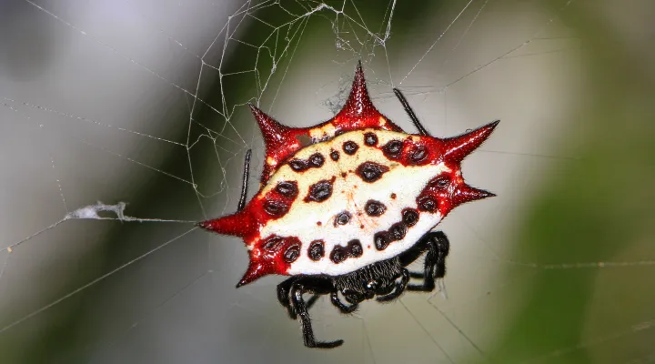  FILE - A spiny-backed orb-weaver spider.