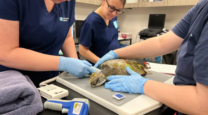 Juvenile green sea turtle named Strudel