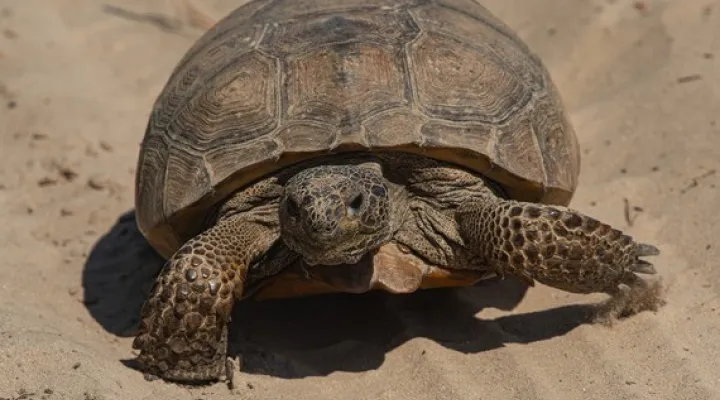 A gopher tortoise makes its way across the sand on one of the tracts acquired to form Coosawhatchie Heritage Preserve/Wildlife Management Area. Gopher tortoises are one of several federally at-risk species that will be protected on the property.