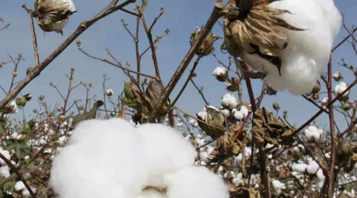 FILE - In this Oct. 1, 2008, file photo cotton grows in a field near Keo, Ark., before being harvested. Extension Service officials said Monday, July 23, 2012, recent rain has generally helped the Arkansas cotton crop, but the accompanying cloudy conditions may impact yield. (AP Photo/Danny Johnston, File)