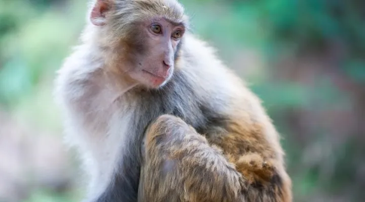 File- Photo shows Rhesus Macaque monkey, the same species that escaped the Alpha Genesis Primate Research Center in Yemassee Nov. 6, 2024.