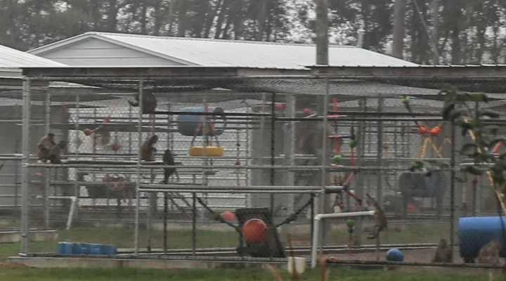 Several monkeys as seen from roadside at the Alpha Genesis Primate Research Center's second facility just outside Yemassee. 43 monkeys escaped another facility, and several are still missing two weeks later. Th company breeds and sells primates worldwide for medical research. Nov. 14, 2024.