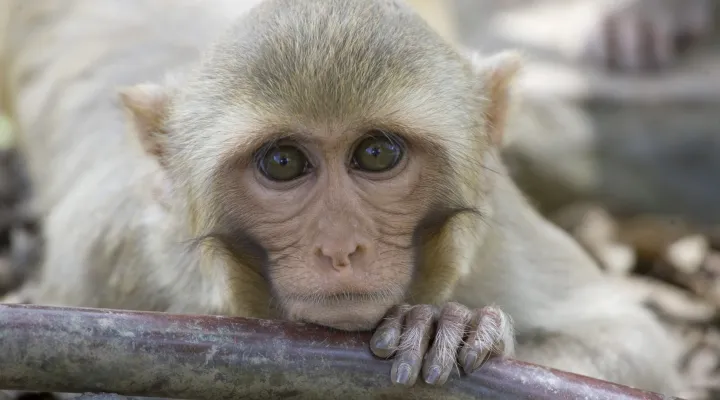 FILE - A rhesus macaque monkey rests his chin on a water pipe on Cayo Santiago, known as Monkey Island off the eastern coast of Puerto Rico, Tuesday, July 29, 2008. (AP Photo/Brennan Linsley, Fiel)