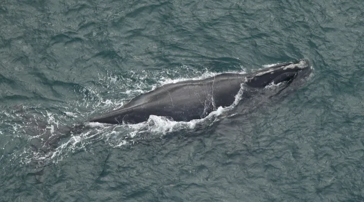 19-year-old right whale named ‘Black Heart, whose had at least one calf is recent years, was spotted off the coast of North Carolina on Nov. 20, 2024. Days later, a Lowcountry boater spotted an unidentified calf and mother near Cape Romaine, S.C.