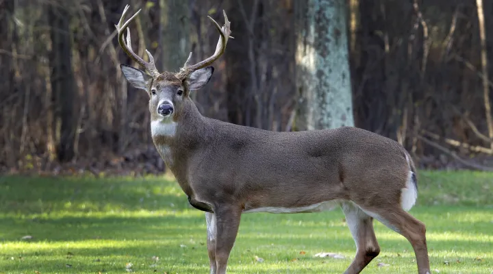 A mature white-tailed deer buck stands alertly in a suburban neighborhood in Moreland Hills, Ohio on Thursday, Nov. 17, 2011. The Ohio Department of Public Safety is warning drivers to remain cautious of deer on roadways as the mating season for the animal runs through January. (AP Photo/Amy Sancetta)