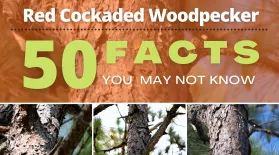 The Red Cockaded Woodpecker-50 Facts You May Not Know