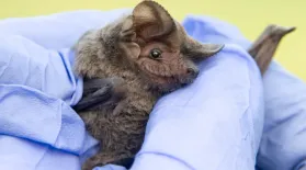 Bat