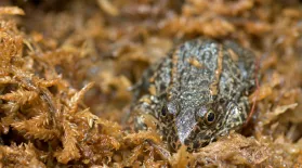 Gopher Frogs