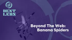 Beyond the Web: Banana Spiders