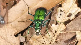  A six-spotted tiger beetle