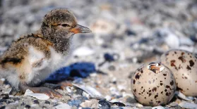  A newly hatched oystercatcher waits for sibling to arrive on Crab Bank during the seabird sanctuary's second nesting season in the Charleston harbor. May 2023